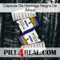 Cápsula De Hormiga Negra De África 12